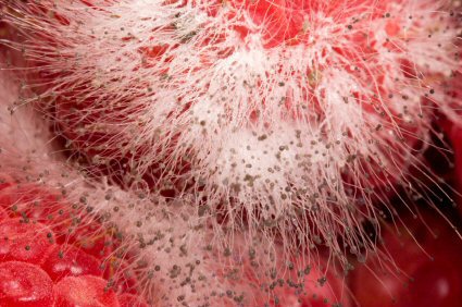 Macro shot fuzzy mold growing on raspberries